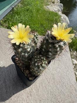 Preview: Copiapoa humilis